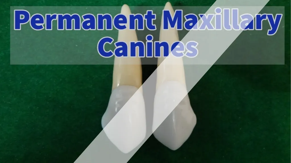 The Permanent Canines: Maxillary and Mandibular - slide 5 of 36