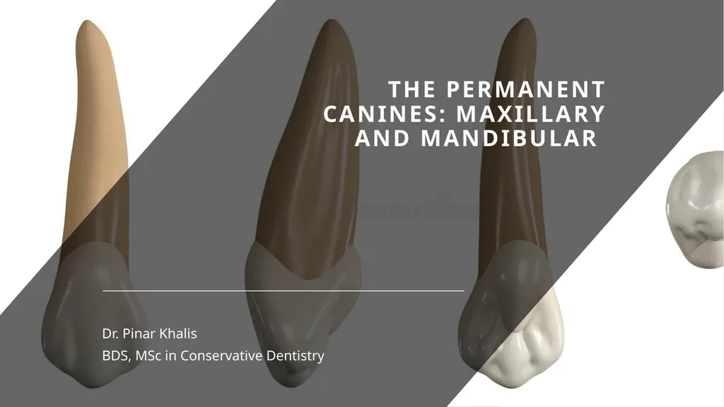 The Permanent Canines: Maxillary and Mandibular - slide 1 of 36