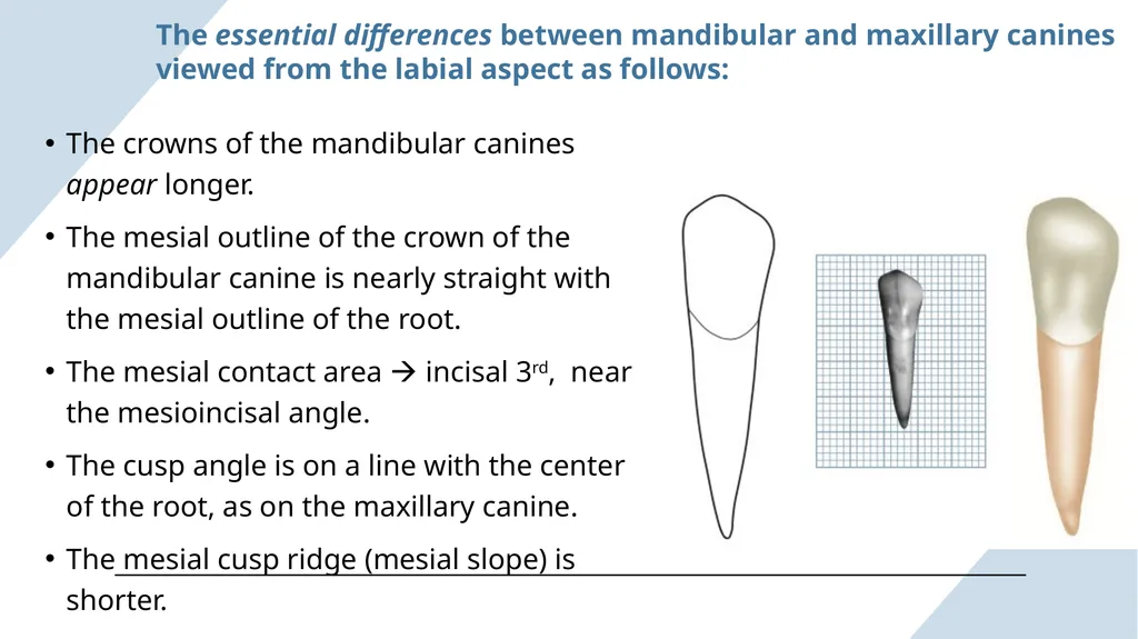 The Permanent Canines: Maxillary and Mandibular - slide 27 of 36
