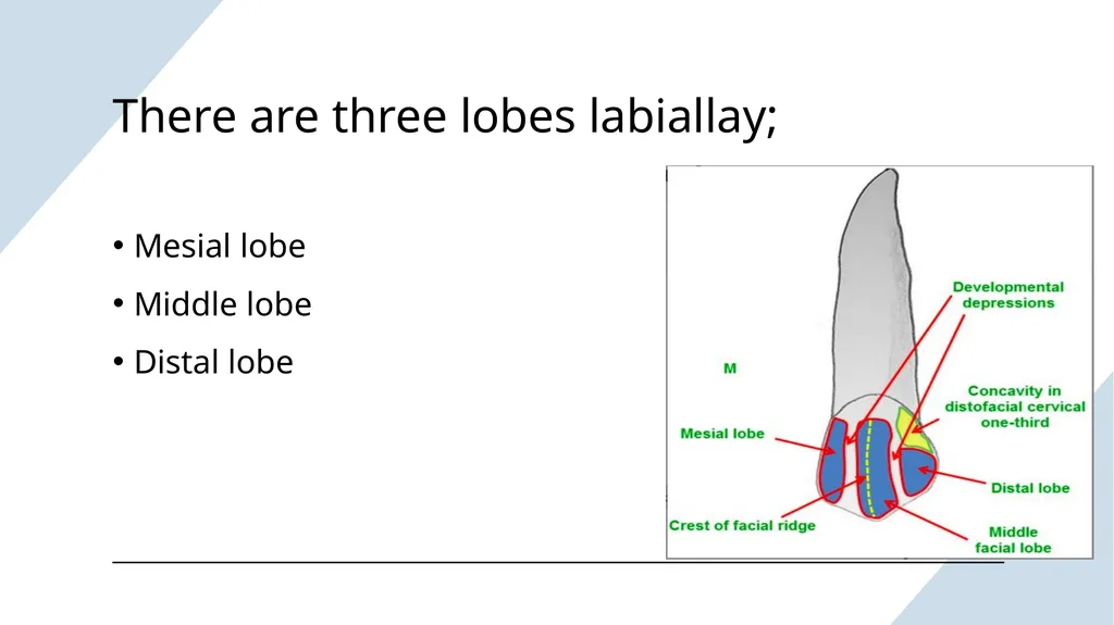 The Permanent Canines: Maxillary and Mandibular - slide 12 of 36