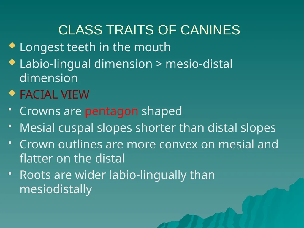 MORPHOLOGY OF PERMANENT CANINES INTRODUCTION Four - slide 5 of 22