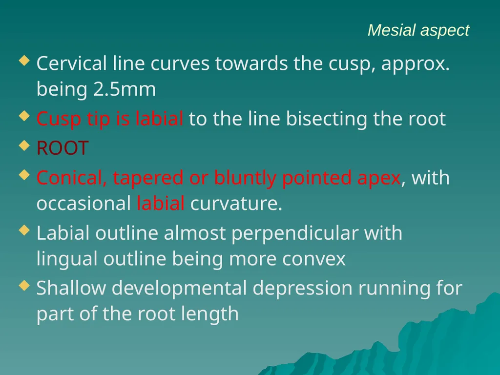 MORPHOLOGY OF PERMANENT CANINES INTRODUCTION Four - slide 17 of 22