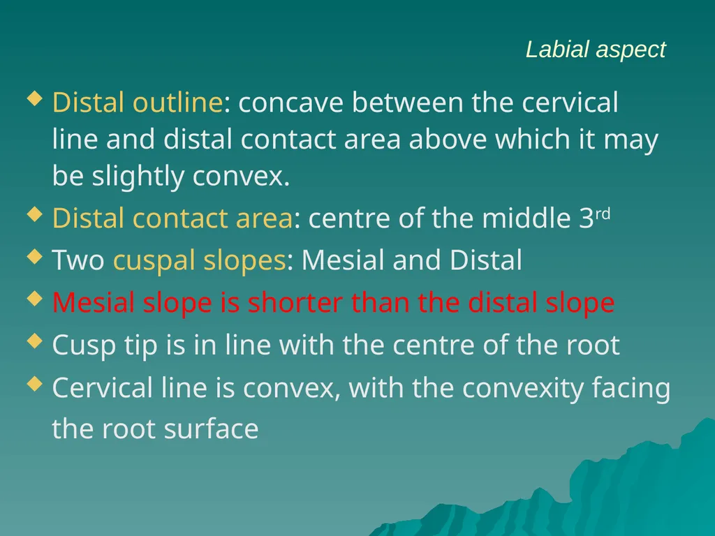 MORPHOLOGY OF PERMANENT CANINES INTRODUCTION Four - slide 9 of 22