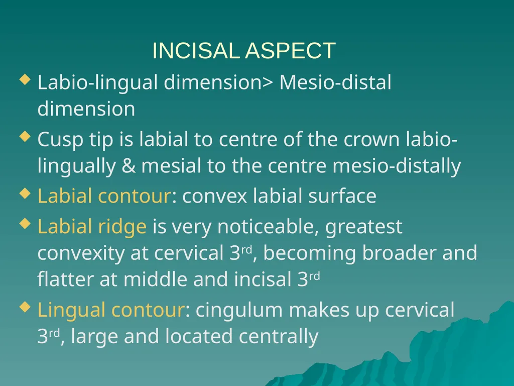 MORPHOLOGY OF PERMANENT CANINES INTRODUCTION Four - slide 21 of 22