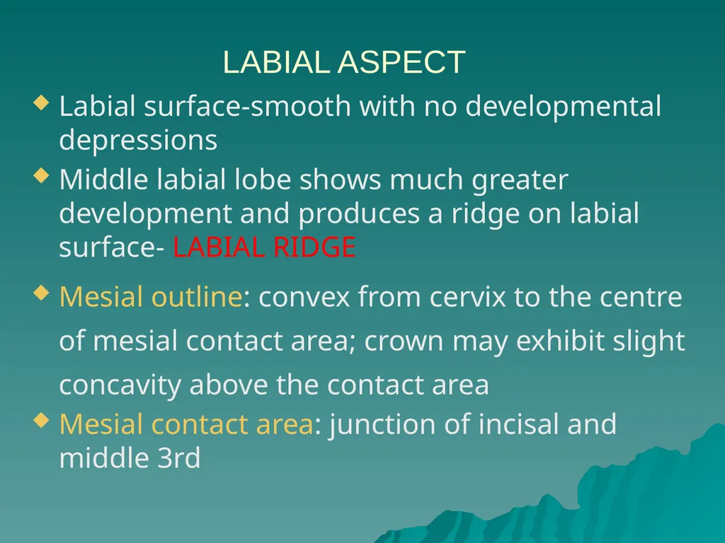 MORPHOLOGY OF PERMANENT CANINES INTRODUCTION Four - slide 8 of 22