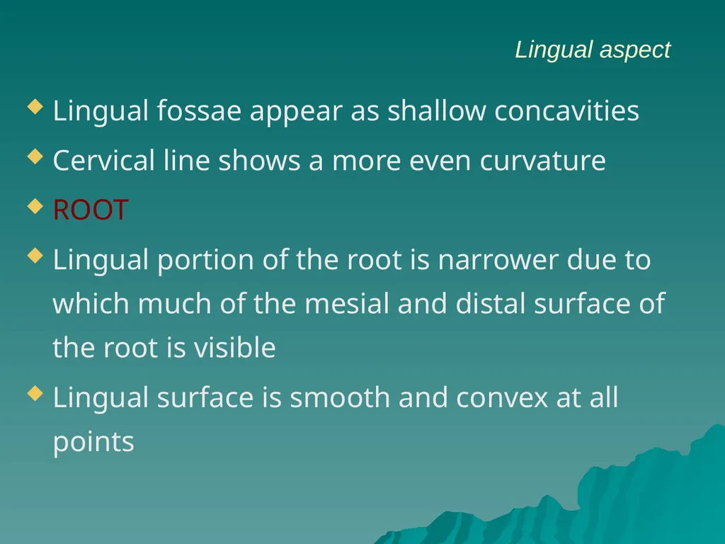 MORPHOLOGY OF PERMANENT CANINES INTRODUCTION Four - slide 14 of 22