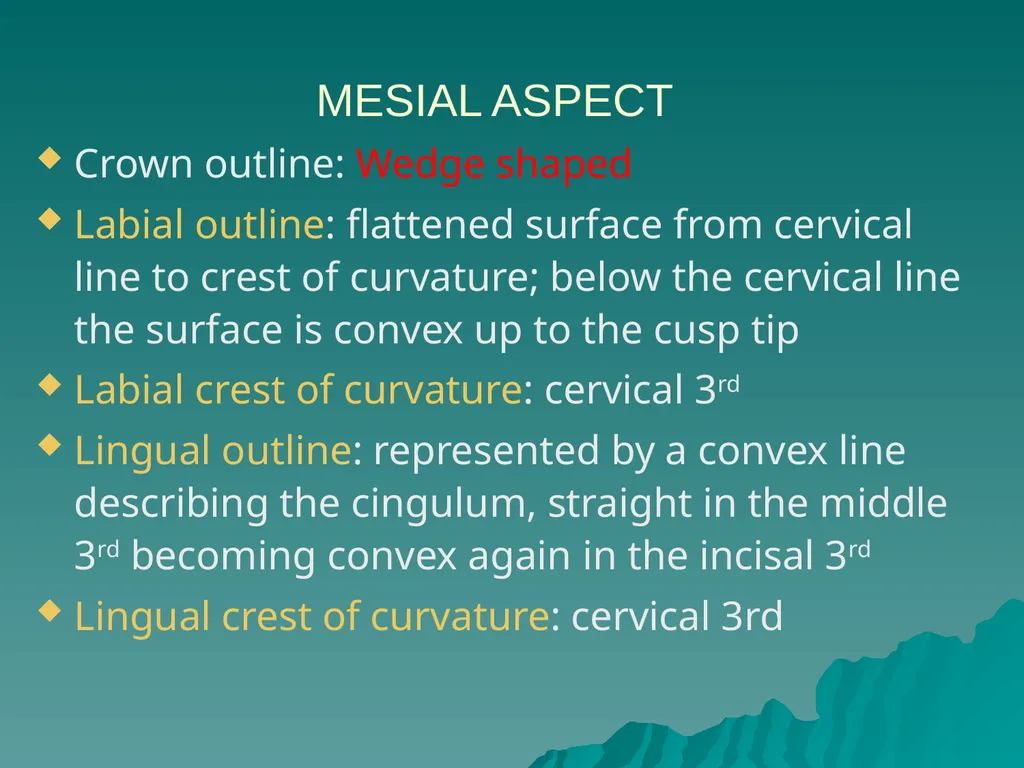 MORPHOLOGY OF PERMANENT CANINES INTRODUCTION Four - slide 16 of 22