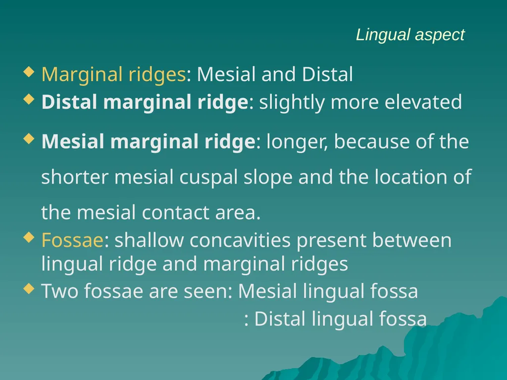 MORPHOLOGY OF PERMANENT CANINES INTRODUCTION Four - slide 13 of 22