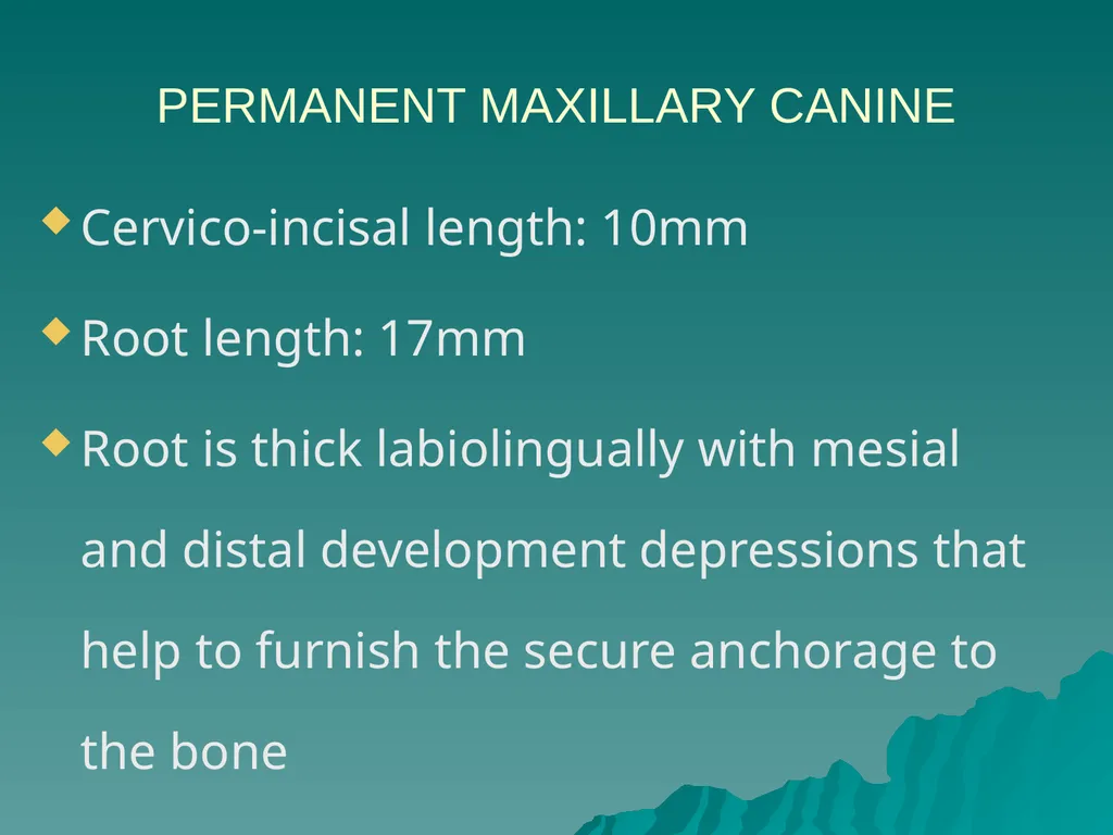 MORPHOLOGY OF PERMANENT CANINES INTRODUCTION Four - slide 7 of 22