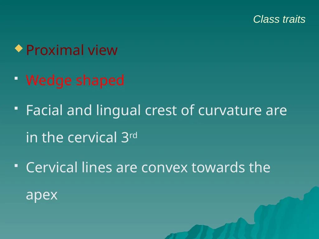 MORPHOLOGY OF PERMANENT CANINES INTRODUCTION Four - slide 6 of 22