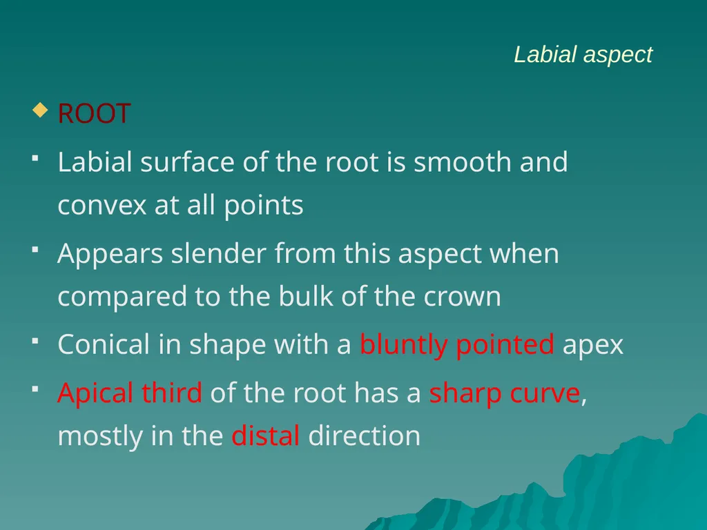 MORPHOLOGY OF PERMANENT CANINES INTRODUCTION Four - slide 10 of 22