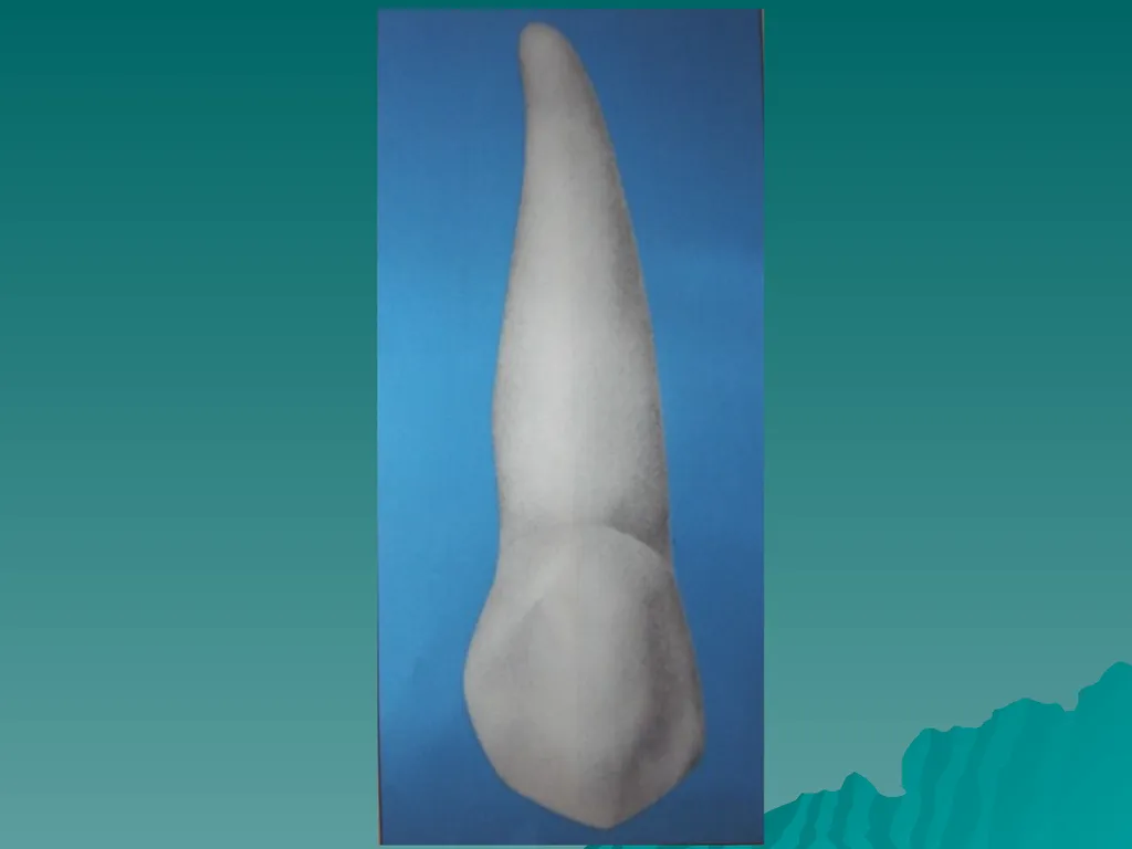 MORPHOLOGY OF PERMANENT CANINES INTRODUCTION Four - slide 11 of 22