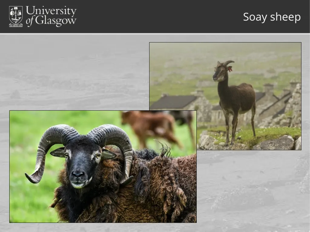 Darren Monckton sexual selection of male horn size - slide 9 of 25