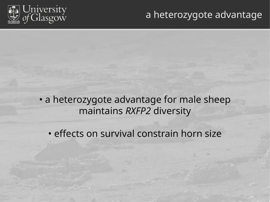 Darren Monckton sexual selection of male horn size - slide 22 of 25