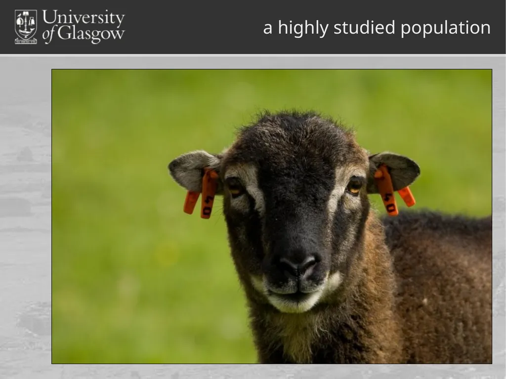 Darren Monckton sexual selection of male horn size - slide 14 of 25