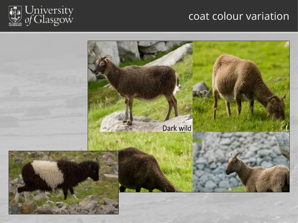 Darren Monckton sexual selection of male horn size - slide 11 of 25