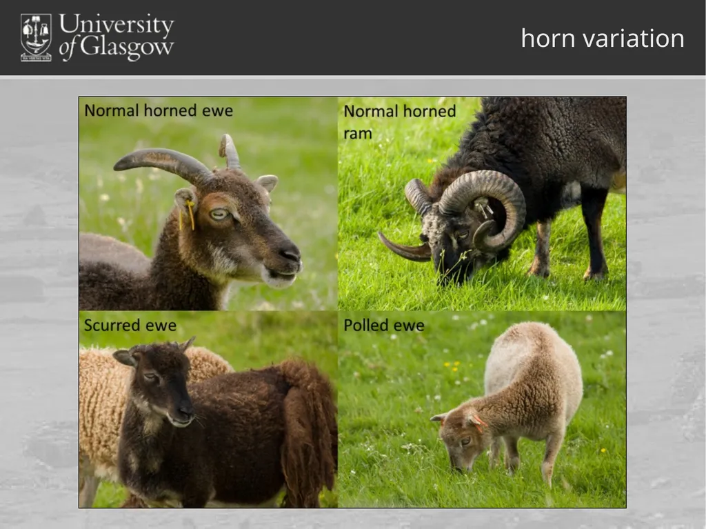 Darren Monckton sexual selection of male horn size - slide 12 of 25