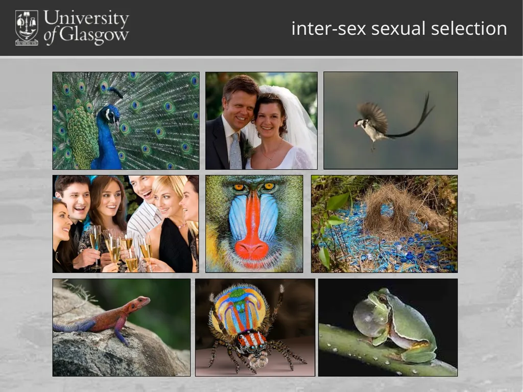 Darren Monckton sexual selection of male horn size - slide 2 of 25