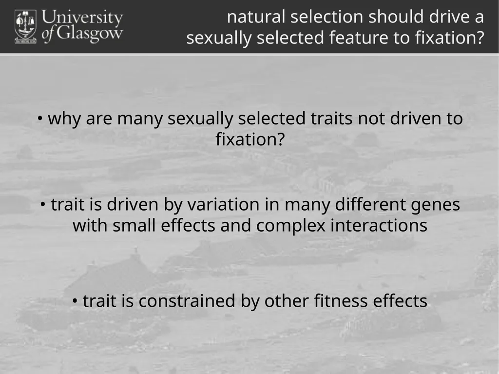 Darren Monckton sexual selection of male horn size - slide 4 of 25