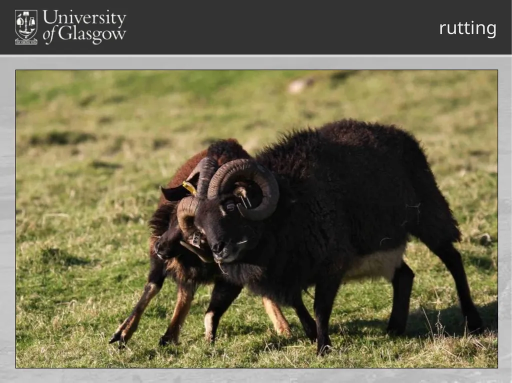 Darren Monckton sexual selection of male horn size - slide 13 of 25