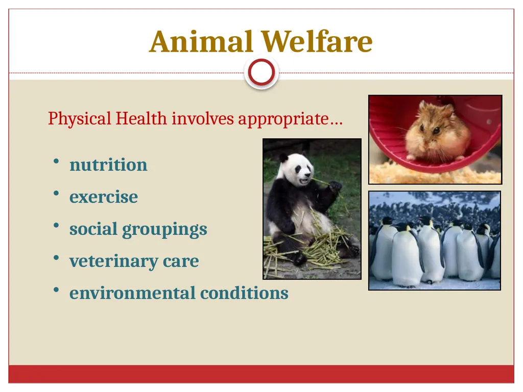 Ethics in Veterinary Medicine What is Ethics? - slide 18 of 30