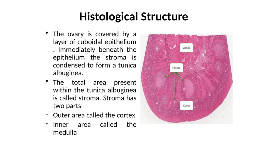 Histology of Ovary Jaydeep Kumar Nath Asst - slide 3 of 8