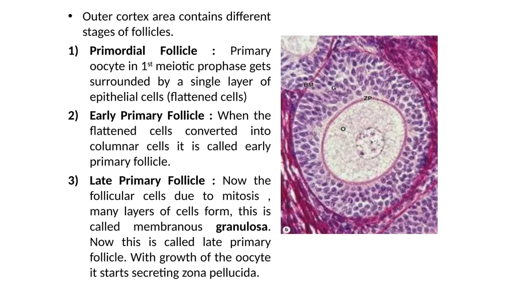 Histology of Ovary Jaydeep Kumar Nath Asst - slide 4 of 8