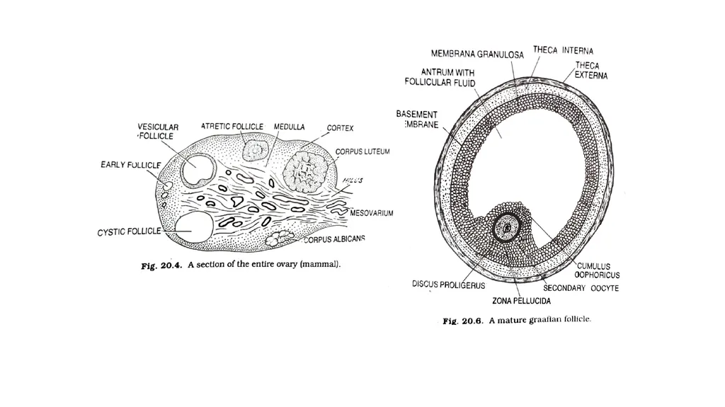 Histology of Ovary Jaydeep Kumar Nath Asst - slide 7 of 8