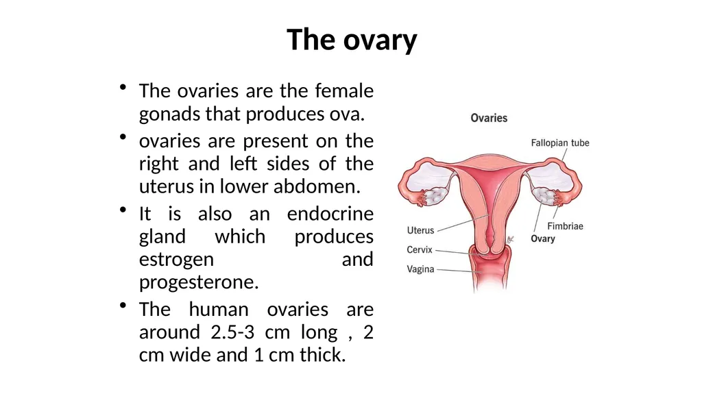 Histology of Ovary Jaydeep Kumar Nath Asst - slide 2 of 8