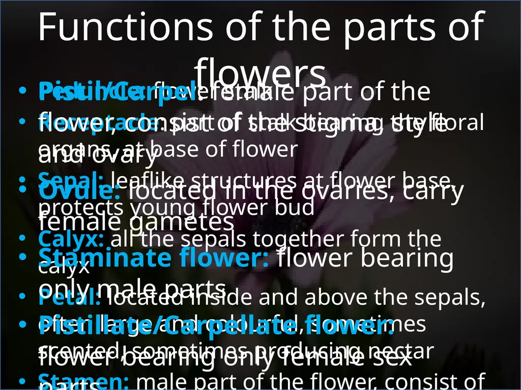 Parts Of A Flower- Structure and Function - slide 8 of 11