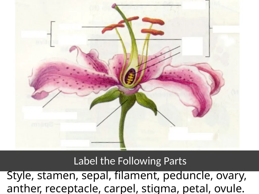 Parts Of A Flower- Structure and Function - slide 5 of 11