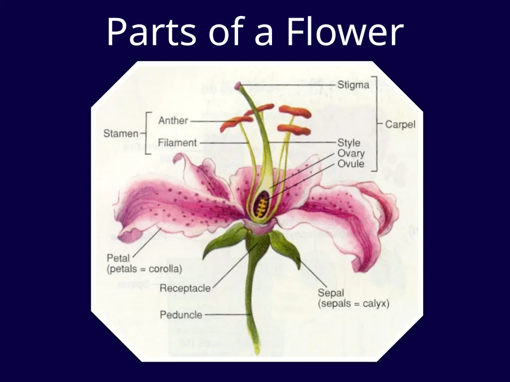 Parts Of A Flower- Structure and Function - slide 6 of 11