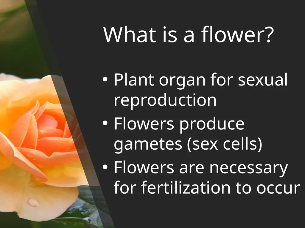 Parts Of A Flower- Structure and Function - slide 3 of 11