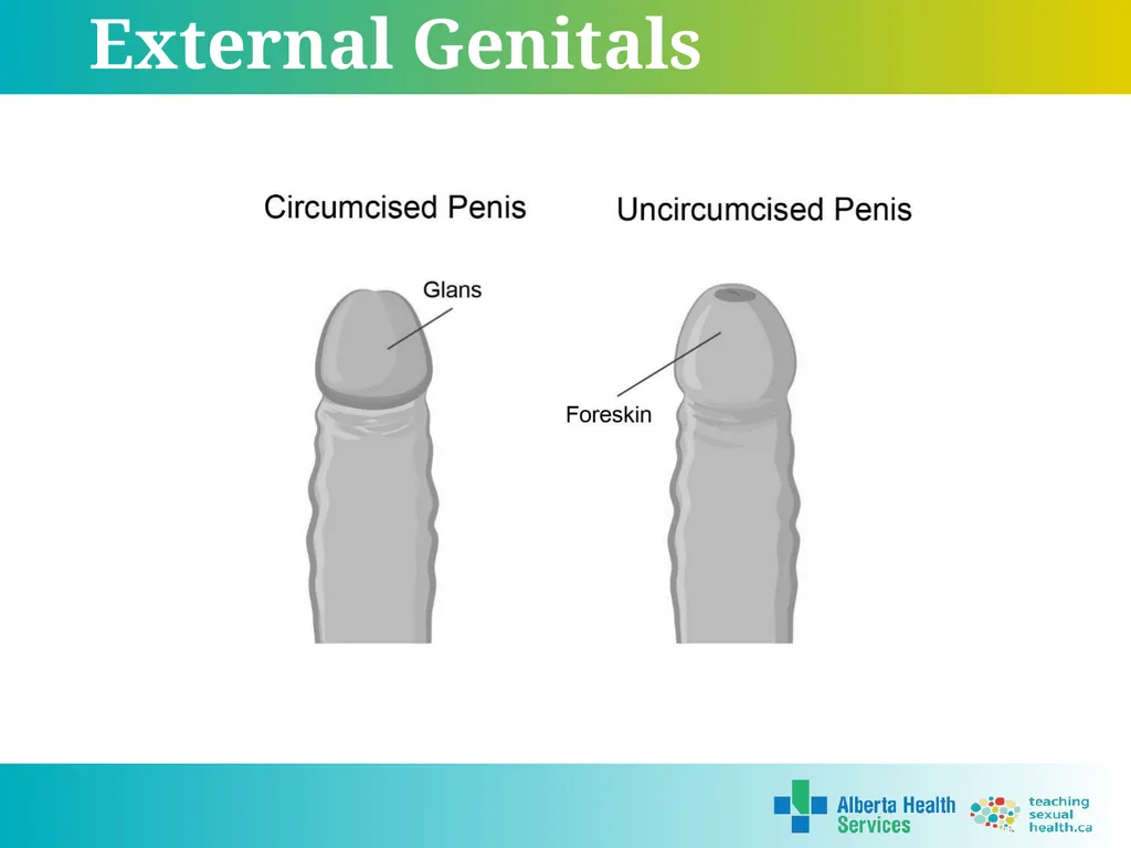Grade 7 Reproductive Systems Reproductive System & - slide 5 of 19