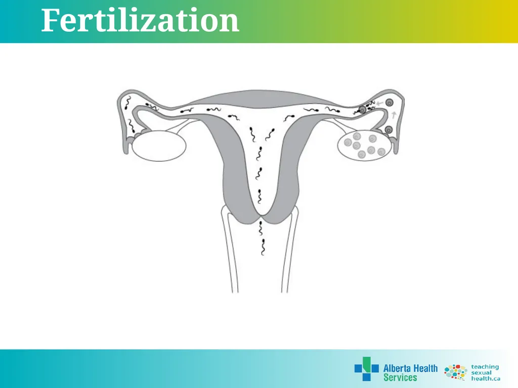 Grade 7 Reproductive Systems Reproductive System & - slide 17 of 19