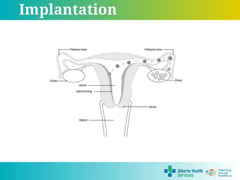 Grade 7 Reproductive Systems Reproductive System & - slide 18 of 19