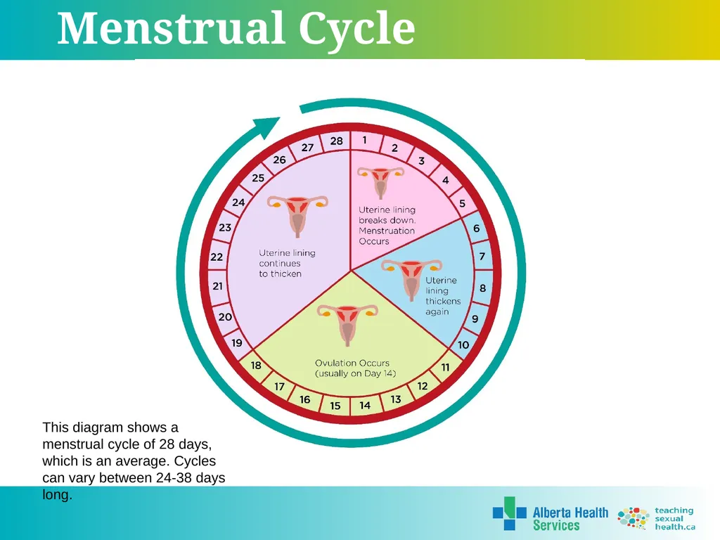 Grade 7 Reproductive Systems Reproductive System & - slide 15 of 19