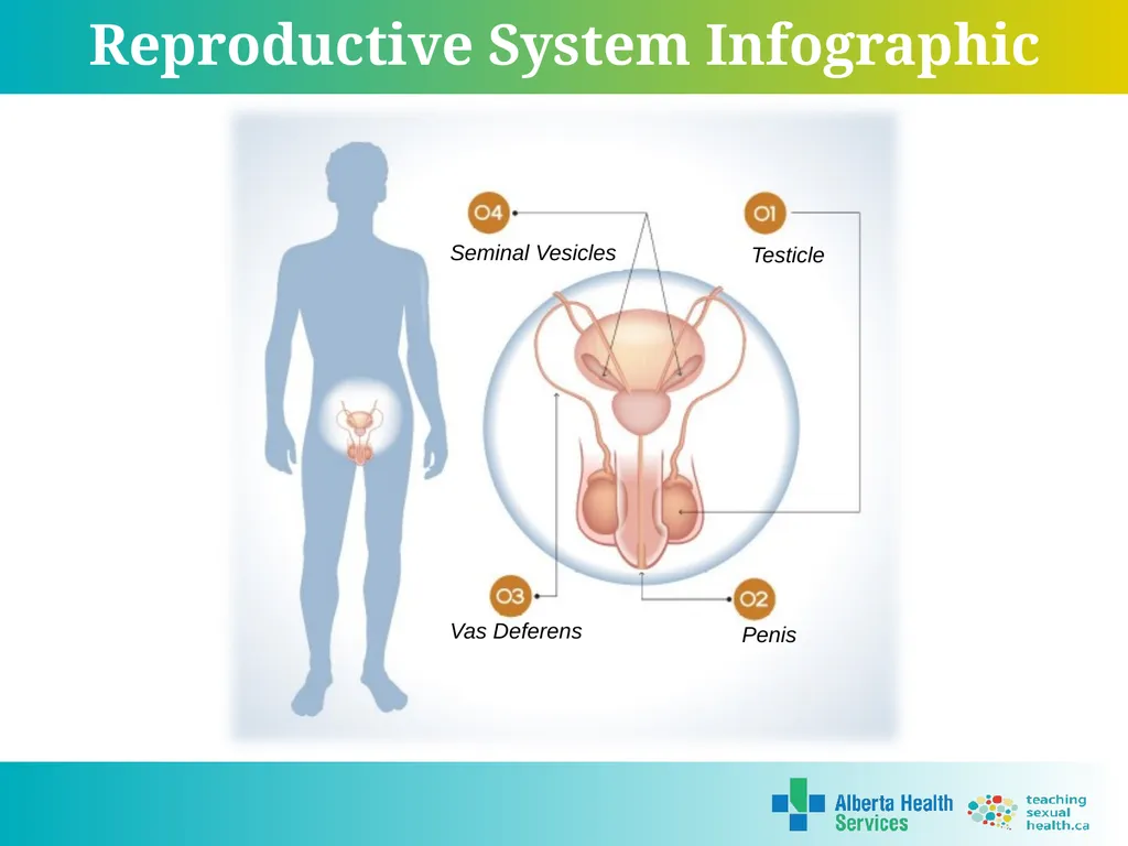Grade 7 Reproductive Systems Reproductive System & - slide 10 of 19