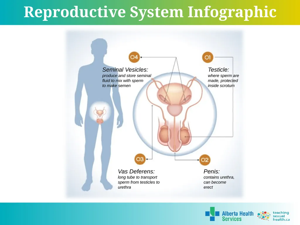 Grade 7 Reproductive Systems Reproductive System & - slide 11 of 19