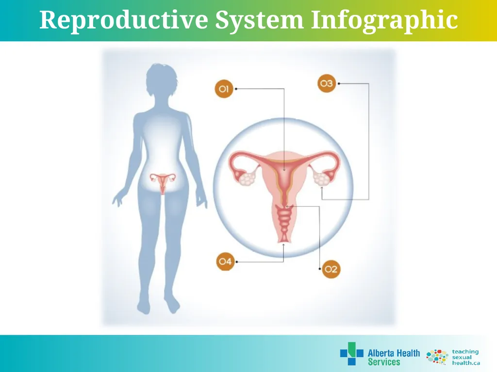 Grade 7 Reproductive Systems Reproductive System & - slide 12 of 19