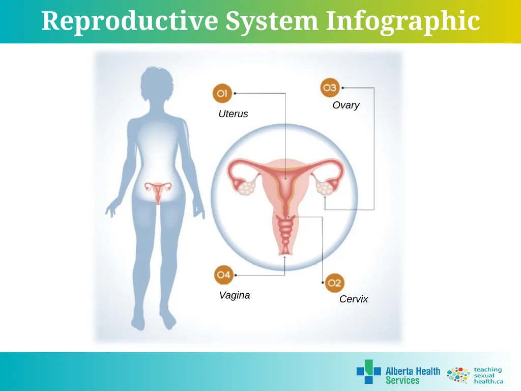 Grade 7 Reproductive Systems Reproductive System & - slide 13 of 19