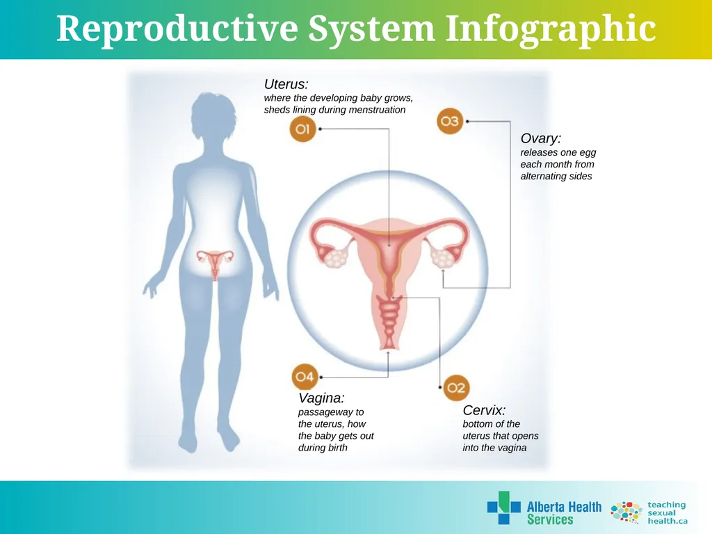 Grade 7 Reproductive Systems Reproductive System & - slide 14 of 19