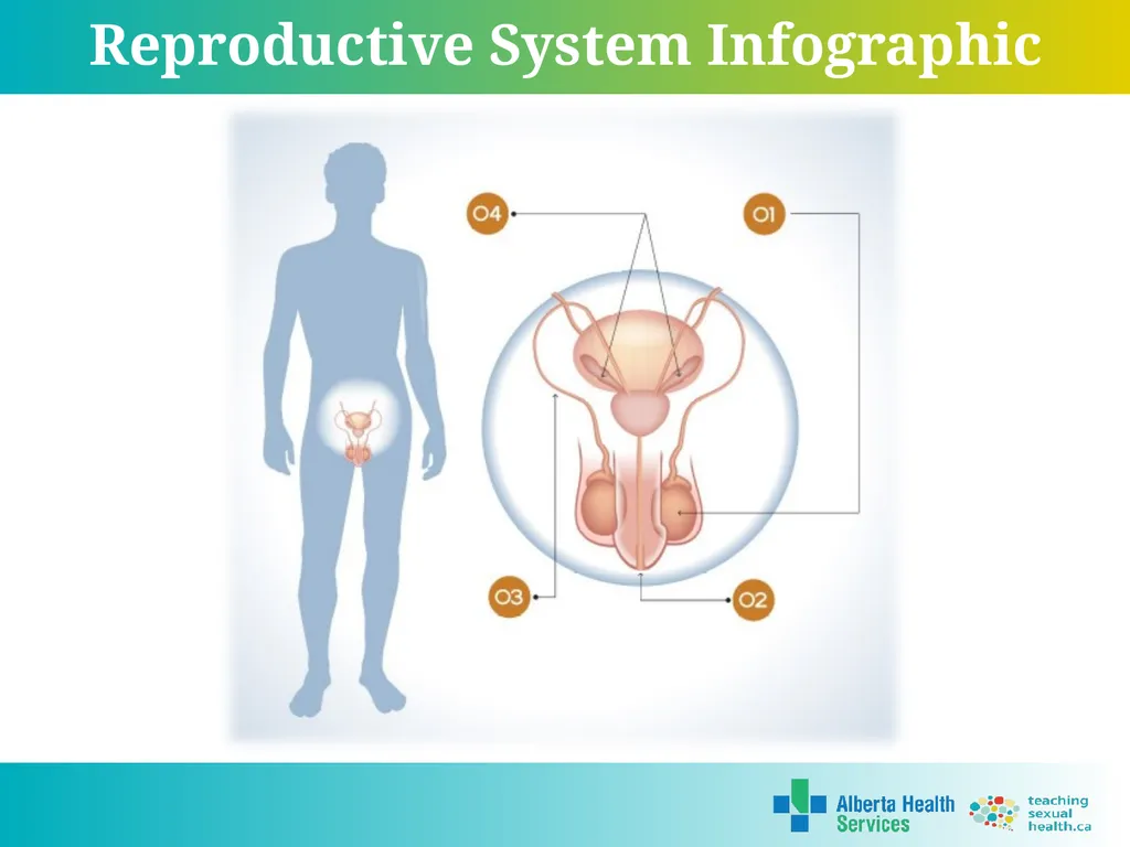 Grade 7 Reproductive Systems Reproductive System & - slide 9 of 19