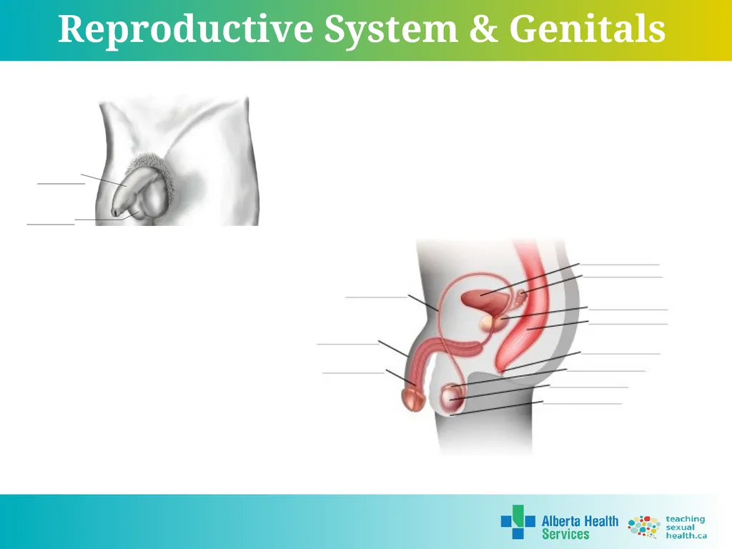 Grade 7 Reproductive Systems Reproductive System & - slide 3 of 19