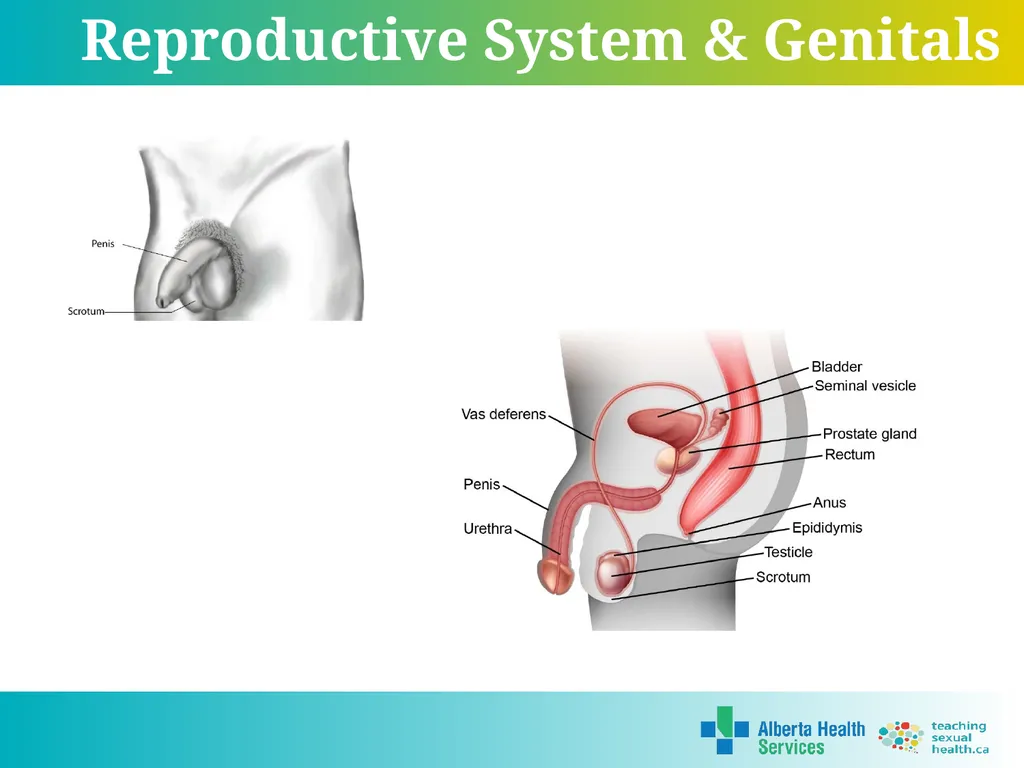 Grade 7 Reproductive Systems Reproductive System & - slide 4 of 19