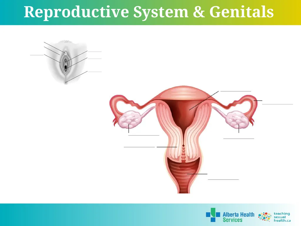 Grade 7 Reproductive Systems Reproductive System & - slide 6 of 19
