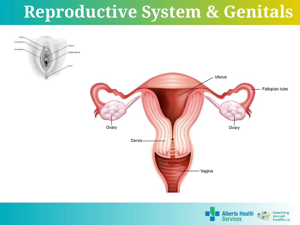 Grade 7 Reproductive Systems Reproductive System & - slide 7 of 19
