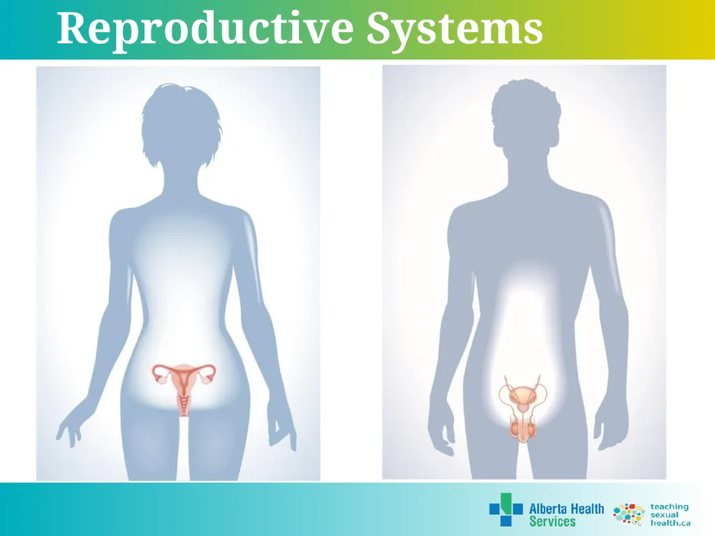 Grade 7 Reproductive Systems Reproductive System & - slide 2 of 19