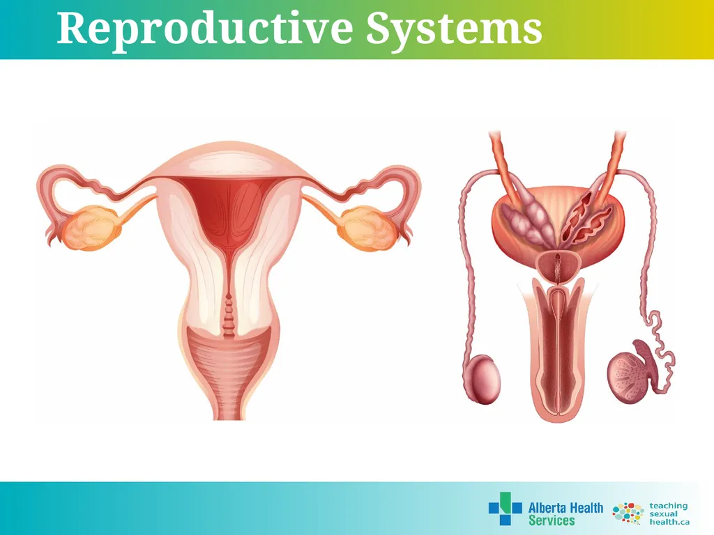 Grade 7 Reproductive Systems Reproductive System & - slide 8 of 19