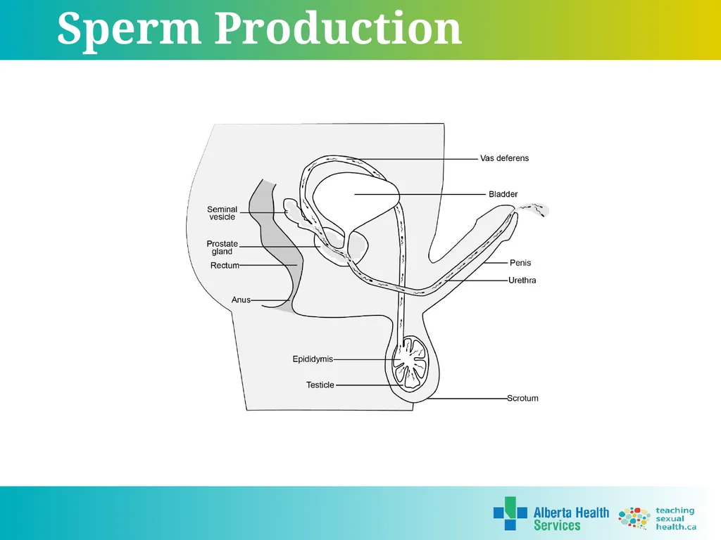 Grade 7 Reproductive Systems Reproductive System & - slide 16 of 19